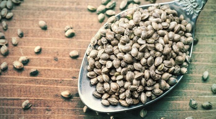 ¿Qué son las semillas de marihuana feminizadas? Preguntas frecuentes