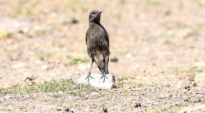 Women’s Day Customs and Traditions in Lesotho: Mountain Kingdom’s Female Power