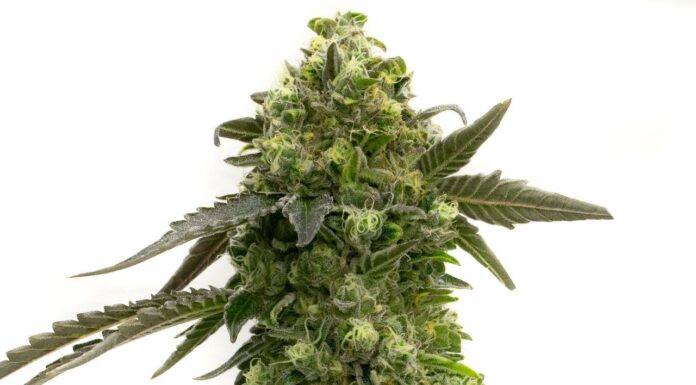 ¿Cómo cultivar Badazz Rolex feminizada? Elegancia cannábica