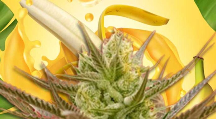 ¿Cómo cultivar Banana Punch feminizada? Golpe de sabor