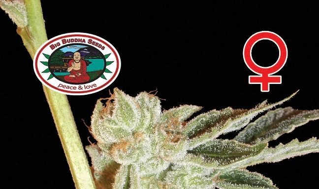 ¿Cómo cultivar Badazz Cheese feminizada? Aroma intenso garantizado