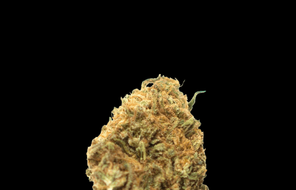 ¿Cómo cultivar Black Domina x Scott’s OG feminizada? Mezcla de titanes