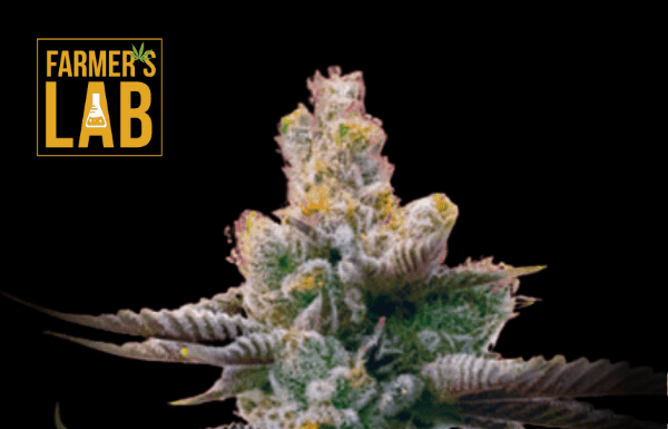 ¿Cómo cultivar Blueberry x OG Kush feminizada? Doble sabor doble potencia