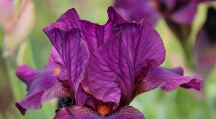 Blue and White Sneakers for Women: Clean Lines Bold Energy