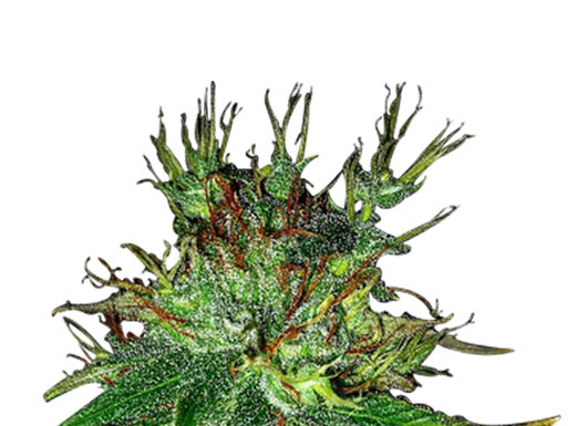 ¿Cómo cultivar Bubblegum Haze feminizada? Explosión de sabores