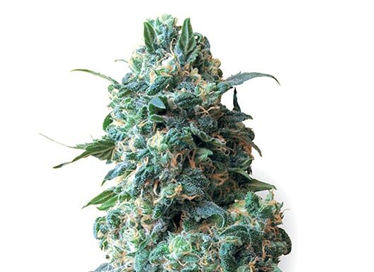 ¿Cómo cultivar Amnesia x Nicole Kush feminizada? Una unión inolvidable