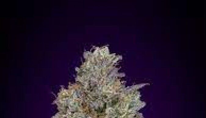 ¿Cómo cultivar Critical Kush feminizada? Relajación profunda garantizada