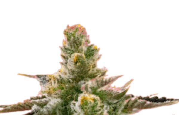 ¿Cómo cultivar California Dream feminizada? El sueño dorado en tu cultivo