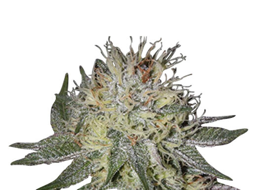 ¿Cómo cultivar Cheese Diesel feminizada? Un aroma inolvidable