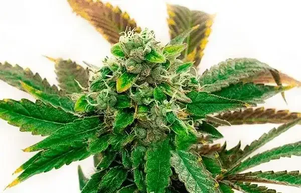 ¿Cómo cultivar Cinderella 99 x Lemon Pie feminizada? Sabor cítrico y euforia asegurada