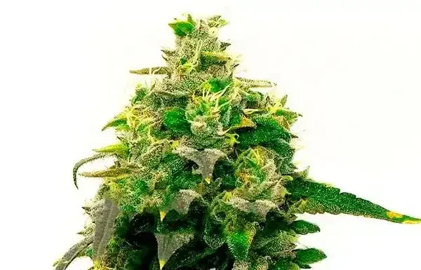 ¿Cómo cultivar Cinderella 99 x Taskenti feminizada? Equilibrio perfecto entre sabor y fuerza