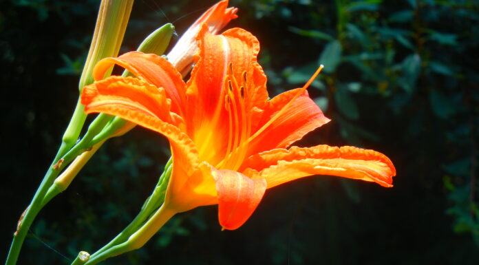 ¿Cómo cultivar Carmen 2.0 feminizada? Innovación en cada flor