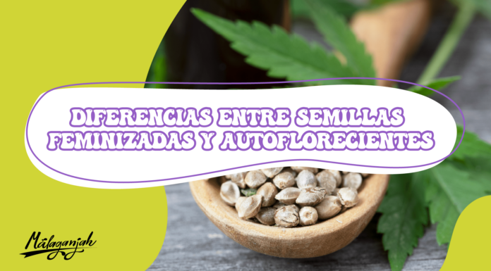 ¿Diferencia entre semillas autoflorecientes y feminizadas? Todo lo que debes saber