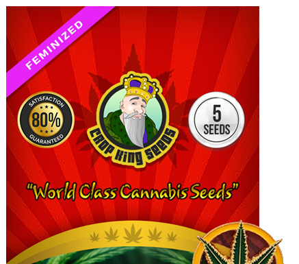 Do-Si-Dos feminized cannabis seeds: Cultiva calidad