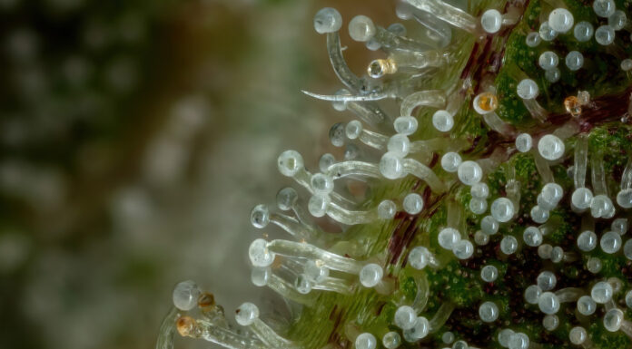 ¿Qué es Don Carlos feminized? Descubre esta variante