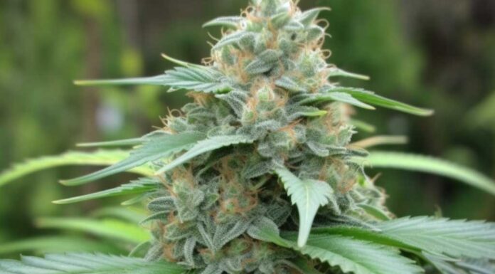 ¿Cómo cultivar Carmen x Durban Poison feminizada? Poder africano y latino