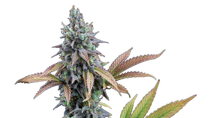 ¿Cómo cultivar Orange Velvet x Cinderella 99 feminizada? Dulzura y velocidad en una sola planta