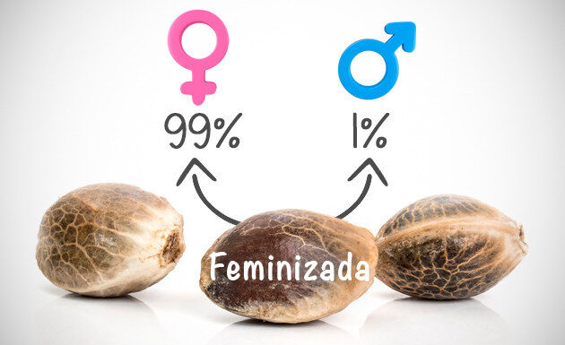 ¿Son mejores las semillas regulares que las feminizadas? Comparativa esencial