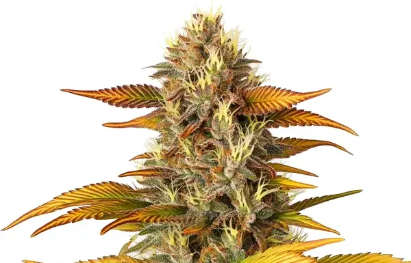 ¿Cómo cultivar Gorilla Lemon Fire feminizada? Fuego cítrico en tu cultivo