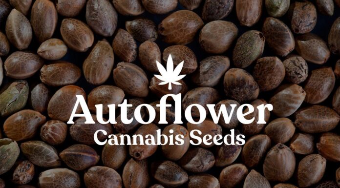 ¿Cómo cultivar semillas de cannabis autoflorecientes feminizadas? Guía rápida