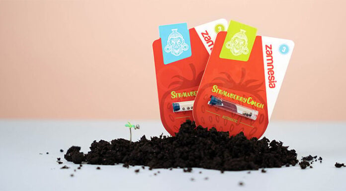 ¿Cómo cultivar Strawberry Cough feminizada? Dulzura y euforia en cada calada