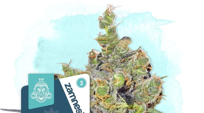 ¿Cómo cultivar Critical x Cheese Candy feminizada? Dulzura potente