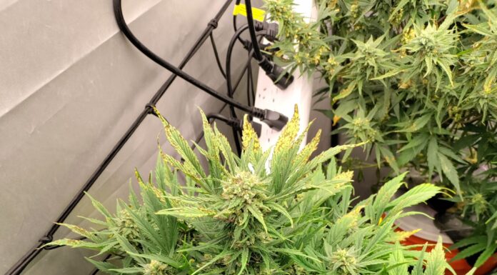 ¿Cómo cultivar CBD Blueberry feminizada? Dulzura medicinal