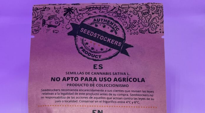 ¿Cómo cultivar Bruce Banner x Carmen feminizada? Potencia equilibrada