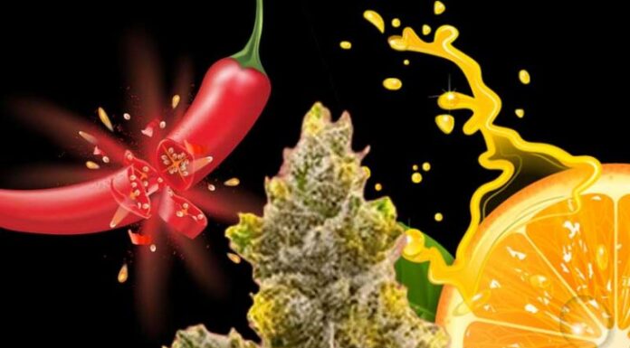 ¿Cómo cultivar Bruce Banner x Kali Mist feminizada? Energía en cada flor