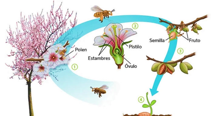 ¿Se pueden clonar las semillas feminizadas? Todo sobre reproducción vegetal