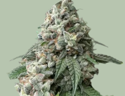¿Cómo cultivar Legend OG feminizada? Potencia de leyenda