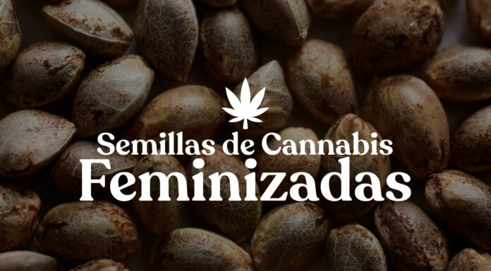 ¿Cómo cultivar semillas de cannabis feminizadas? Guía para un cultivo exitoso