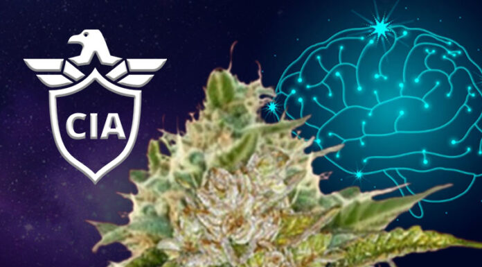 ¿Cómo cultivar MK Ultra feminizada? Potencia hipnótica en cada cosecha