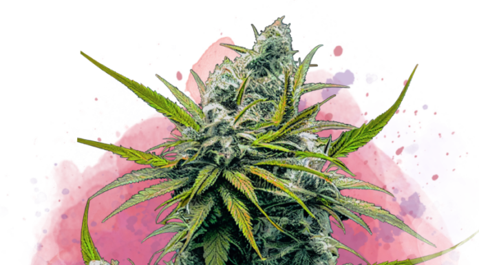 ¿Cómo cultivar Nicole Kush feminizada? Suavidad y efecto profundo