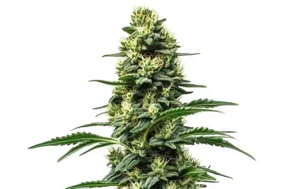 ¿Cómo cultivar Northern Lights #10 x Amnesia Haze feminizada? Cosechas legendarias