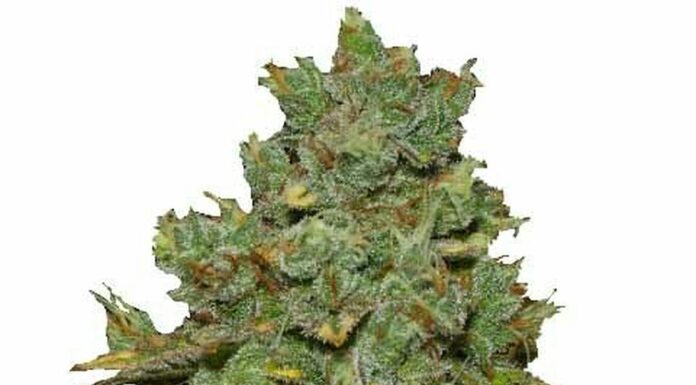 Do-Si-Dos feminized: Todo sobre esta cepa de cannabis