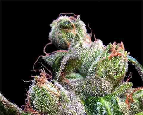 ¿Cómo cultivar Sour Diesel x OG Kush feminizada? Mezcla perfecta de potencia