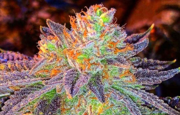 ¿Cómo cultivar Purple Haze feminizada? Psicodelia y aroma legendario