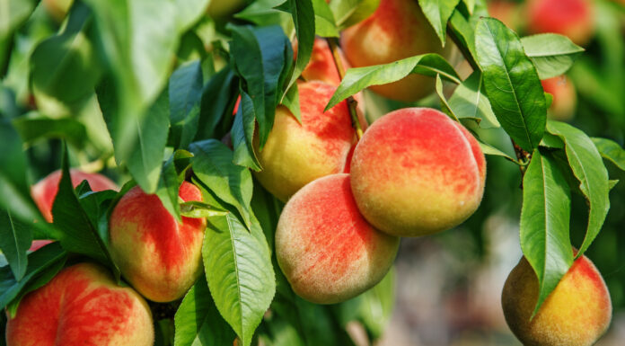 ¿Cómo cultivar Oregon Peach feminizada? Dulzura y potencia en tu cultivo