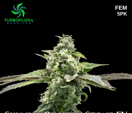 ¿Cómo cultivar Early Skunk x Rosetta Stone feminizada? Rápida fuerte y aromática