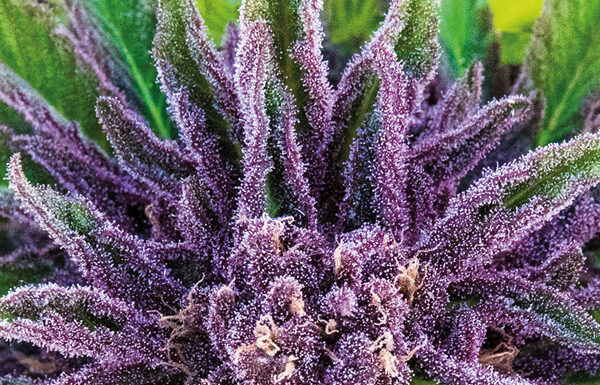 ¿Cómo cultivar Purple Thai feminizada? Sativa exótica para cultivos vibrantes