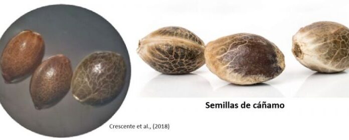 ¿Qué es una semilla de cáñamo feminizada? Agricultura especializada