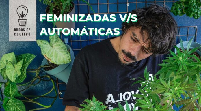 ¿Cómo cultivar semillas feminizadas en exterior? Aprovecha la naturaleza a tu favor