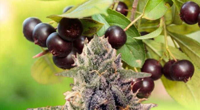 ¿Cómo cultivar Shishkaberry Kush feminizada? Fusión de sabor y poder