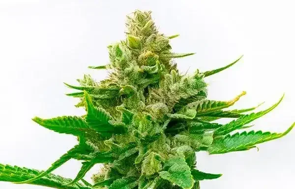 ¿Cómo cultivar Early Skunk x Cinderella 99 feminizada? Una combinación explosiva
