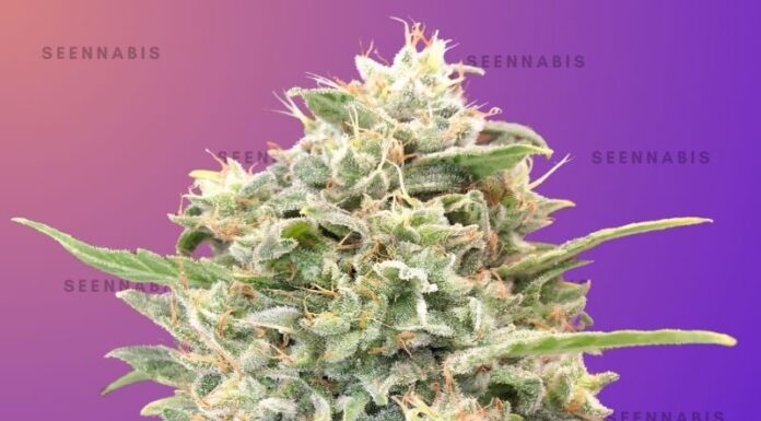 ¿Cómo cultivar Strawberry Banana feminizada? El postre perfecto en una planta