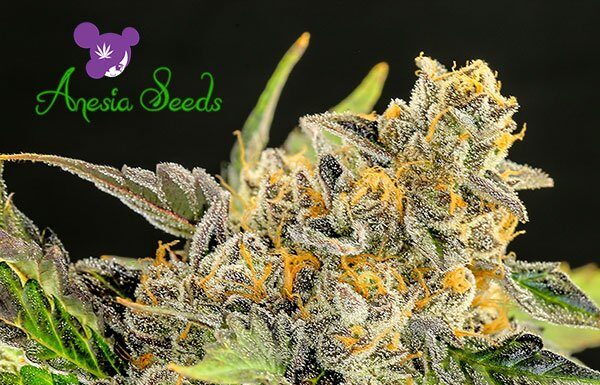 ¿Cómo cultivar CBD Strawberry Kush feminizada? Un placer terapéutico