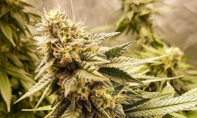 ¿Cómo cultivar Strawberry Banana Cheese feminizada? Mezcla frutal y cremosa