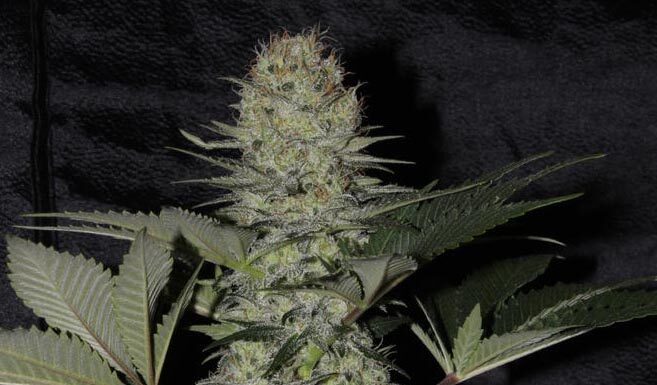 ¿Cómo cultivar Taskenti feminizada? Potencia afgana con notas de frescura