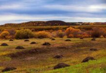 Asian Women Looking for Men: Cultural Norms Myths & Realities